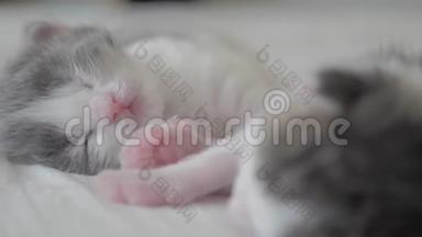 搞笑视频两只宠物可爱新生小猫睡觉团队在床上.. 宠物概念宠物生活方式概念。 小猫